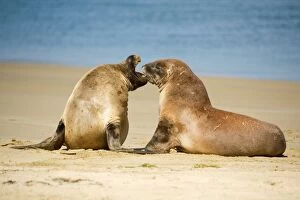 Images Dated 28th January 2008: Hooker's Sea Lion - two young brawling at beach