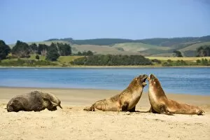 Images Dated 28th January 2008: Hooker's Sea Lion - two young brawling at beach while adult one is lazily basking in the sun