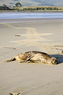 Hookers sealion - on beach