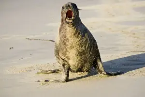Catlins Prints: Hooker's sealion - on beach guarding territory