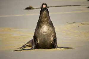 Hooker's sealion - on beach. Serat Bay Catlins - South Island - New Zealand. This is one of the rarest and most endangered species of sealions which were hunted for oil and hide until hunting was banned in 1893