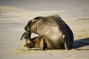 Hooker's sealion - on beach. Serat Bay Catlins - South Island - New Zealand. This is one of the rarest and most endangered species of sealions which were hunted for oil and hide until hunting was banned in 1893