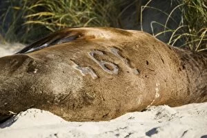 Hookers sealion - showing identification number maked in fur