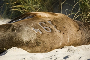 Hookers sealion - showing identification number maked in fur Hookers sealion - showing identification number maked in fur