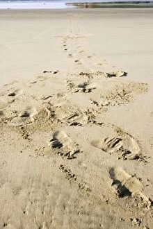 Images Dated 28th February 2007: Hooker's sealion - tracks on beach. Serat Bay Catlins - South Island - New Zealand