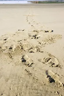 Hooker's sealion - tracks on beach. Serat Bay Catlins - South Island - New Zealand. This is one of the rarest and most endangered species of sealions which were hunted for oil and hide until hunting was banned in 1893
