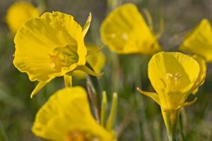 Hoop Petticoat Daffodil