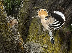 Food In Beak Gallery: Hoopoe - adult in flight - with prey to feed their young