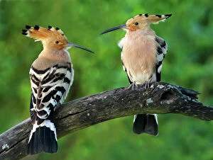 Perched Gallery: Hoopoe - adult pair