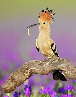 Food In Beak Gallery: Hoopoe - adult perched on branch with prey - amongst flowers