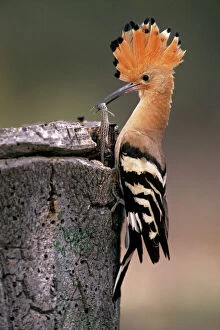 Food In Beak Collection: Hoopoe - bird with caught lizard at nest entrance, Andalusia, Spain