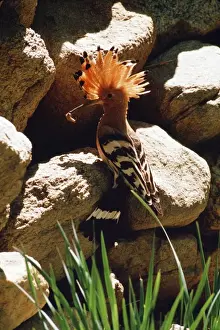 Crests Prints: Hoopoe Bird JVG 2031 at nest hole with food