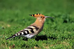 Hoopoe - bird searching for food on a lawn, Andalusia, Spain