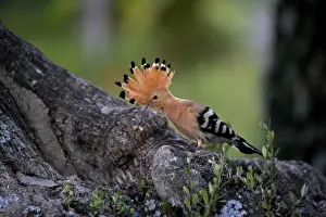 Hoopoe Prints: Hoopoe - Bring in food to feed chick at nest site - April - Trusillo - Spain