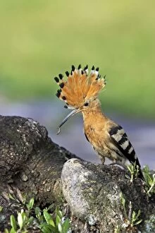 Hoopoe - Bring food to the nest