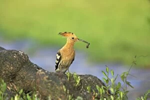 Hoopoe - bringing food to the nest