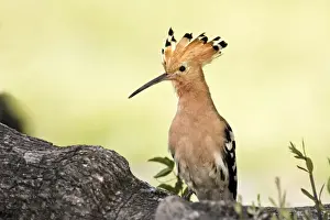 Hoopoe. Caceres - Extramadura - Spain
