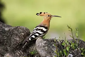 Hoopoe. Caceres - Extramadura - Spain