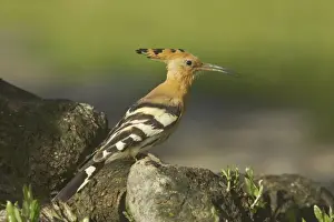 Hoopoe - Calling Upupa epops Extremadura, Spain BI009249
