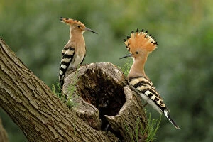 Images Dated 1st July 2007: Hoopoe, Camargue, France