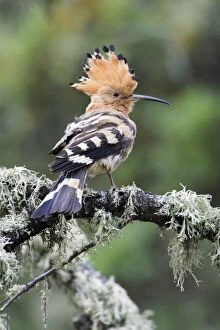Images Dated 17th April 2008: Hoopoe - displaying