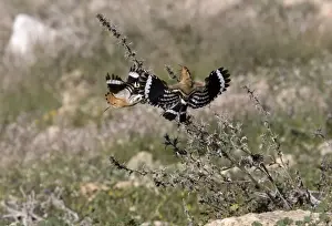 Hoopoe Prints: Hoopoe - Driving off rival male - March - Trusillo - Spain
