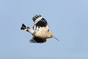 Images Dated 22nd April 2009: Hoopoe - in flight