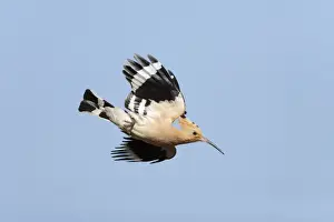 Hoopoe Prints: Hoopoe - in flight, Alentejo region, Portugal