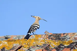 Hoopoe - in flight, returning to nest with food in beak, Alentejo region, Portugal
