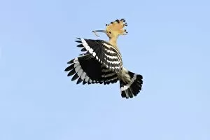 Hoopoe - in flight, returning to nest with food in beak