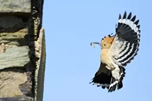 Images Dated 21st April 2009: Hoopoe - in flight, returning to nest with food in beak, Alentejo region, Portugal