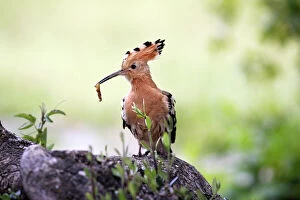 Food In Mouth Collection: Hoopoe - with grub in beak. Caceres - Extramadura - Spain