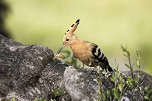 Images Dated 5th April 2007: Hoopoe - with grub in beak. Caceres - Extramadura - Spain