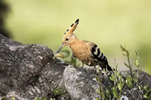 Hoopoe - with grub in beak. Caceres - Extramadura - Spain