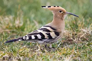 Ornithology Prints: Hoopoe - migrant in field - Cornwall - UK