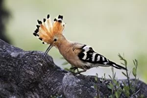 Images Dated 5th April 2007: Hoopoe - with mole-cricket in beak. Caceres - Extramadura - Spain