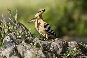 Hoopoe - with mole-cricket in beak. Caceres - Extramadura - Spain