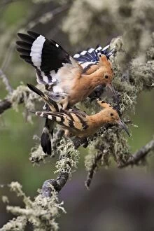 Images Dated 17th April 2008: Hoopoe - pair copulating, Alentejo, Portugal