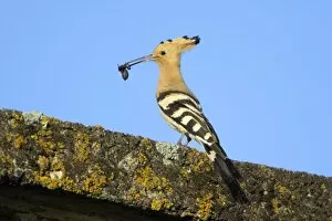 Images Dated 21st April 2009: Hoopoe - perched on roof with caught spider in beak, Alentejo region, Portugal