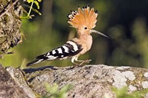 Bulgaria Gallery: Hoopoe - perched on stone with crest raised Bulgaria