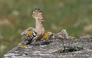 Hoopoe Prints: Hoopoe - with raised crest - Spain April