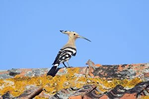 Images Dated 21st April 2009: Hoopoe - on roof