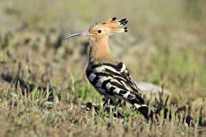 Hoopoe - searching for food