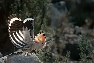 Hoopoe - Stretching out with open wings on rock - Pyrenees, Spain