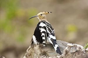 Images Dated 5th April 2009: Hoopoe - stretching wings whilst preening - April - Extremadura - Spain