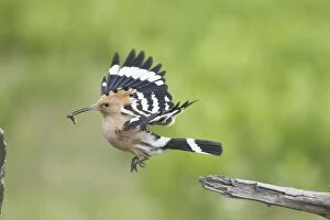 Images Dated 19th May 2010: Hoopoe - taking off with food for young Upupa epops Hungary BI19876
