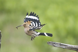 Images Dated 19th May 2010: Hoopoe - taking off with food for young Upupa epops Hungary BI19876