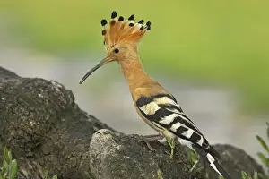Hoopoe Upupa epops Extremadura, Spain BI009239