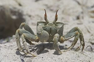 Images Dated 2nd November 2005: Horn-eyed Ghost Crab - A swift-running shore crab. The horns are longer in males