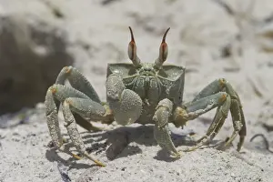 Horn-eyed Ghost Crab - A swift-running shore crab. The horns are longer in males. West Island, Cocos (Keeling) Islands, Indian Ocean
